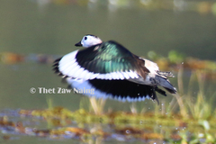 Nettapus coromandelianus