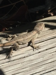 Sceloporus occidentalis longipes