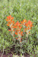 Castilleja applegatei viscida