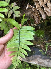 Cranfillia glabrescens