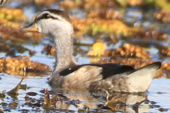 Nettapus coromandelianus