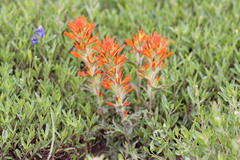 Castilleja applegatei viscida