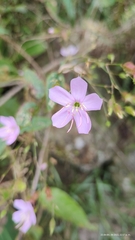 Pterogastra divaricata