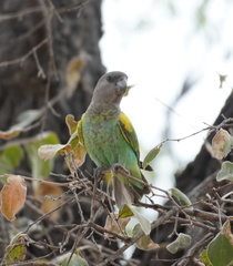 Poicephalus meyeri