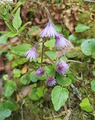 Soldanella carpatica