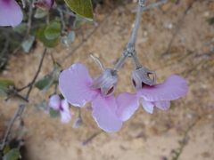 Podalyria sericea