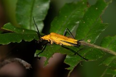 Chauliognathus sulphureus