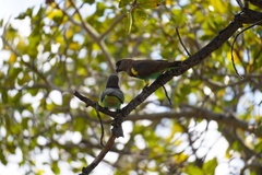 Poicephalus meyeri