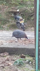 Numida meleagris domesticus