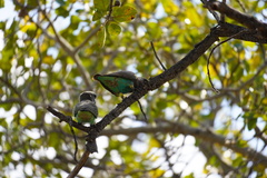 Poicephalus meyeri