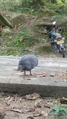 Numida meleagris domesticus