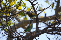 Poicephalus meyeri