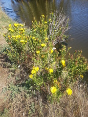 Grindelia stricta angustifolia