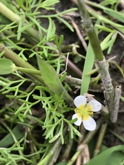 Ranunculus circinatus