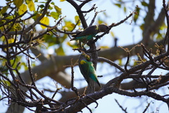 Poicephalus meyeri