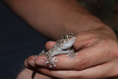 Chondrodactylus bibronii