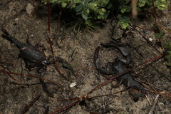 Opistophthalmus