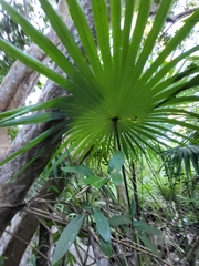 Coccothrinax alta