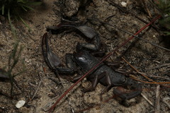 Opistophthalmus
