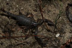 Opistophthalmus