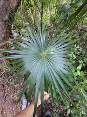 Coccothrinax alta
