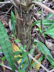 Coccothrinax alta