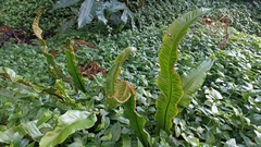 Asplenium scolopendrium scolopendrium