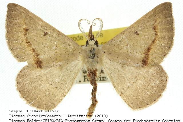 Nearcha buffalaria