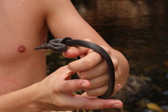 Lycodonomorphus rufulus