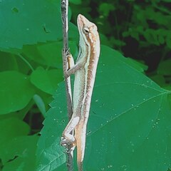 Anolis auratus