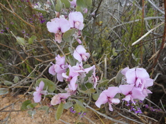 Podalyria sericea