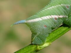 Smerinthus ocellata
