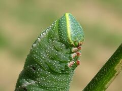 Smerinthus ocellata