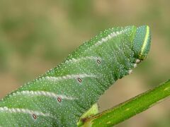 Smerinthus ocellata