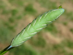 Smerinthus ocellata
