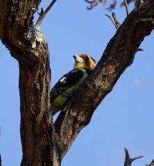 Trachyphonus vaillantii vaillantii