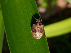 Antiteuchus tripterus