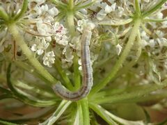 Eupithecia centaureata