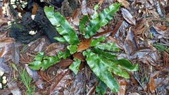 Asplenium scolopendrium scolopendrium