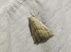 Meganola brunellus