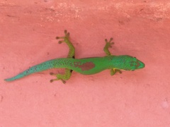 Phelsuma lineata