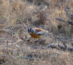 Emberiza flaviventris