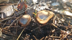 Humaria hemisphaerica