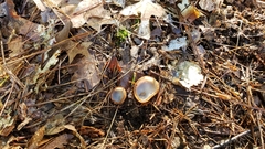 Humaria hemisphaerica