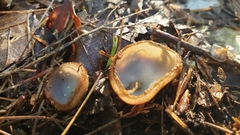 Humaria hemisphaerica