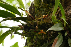 Maxillaria acutifolia