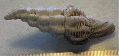 Polygona infundibulum
