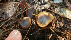 Humaria hemisphaerica