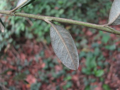 Cotoneaster coriaceus