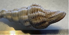 Polygona infundibulum